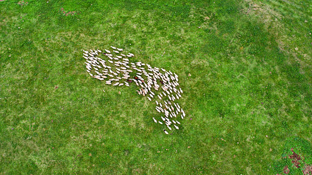 istock Cattle, sheep and rivers on the vast grasslan 2247466343