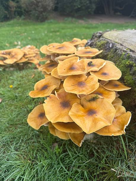 istock Armillaria mellea two 2247466925