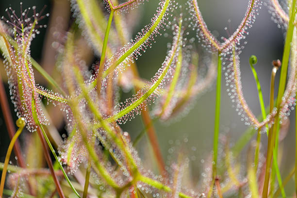 A close-up image of Drosera (Sundew) plants, with their delicate, dew-covered tentacles glistening in the sunlight. These carnivorous plants capture insects with their sticky glands, showcasing their unique beauty.