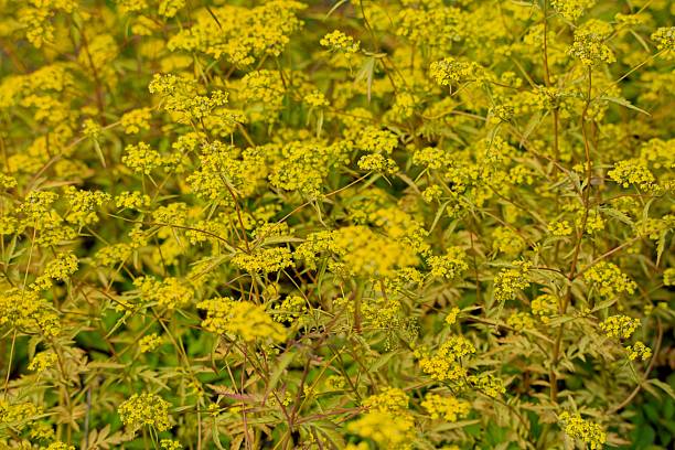 istock Patrinia heterophylla. 2247469113