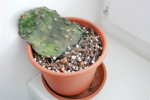 istock Dying Opuntia Cactus from Overwatering and Neglect 2247469542