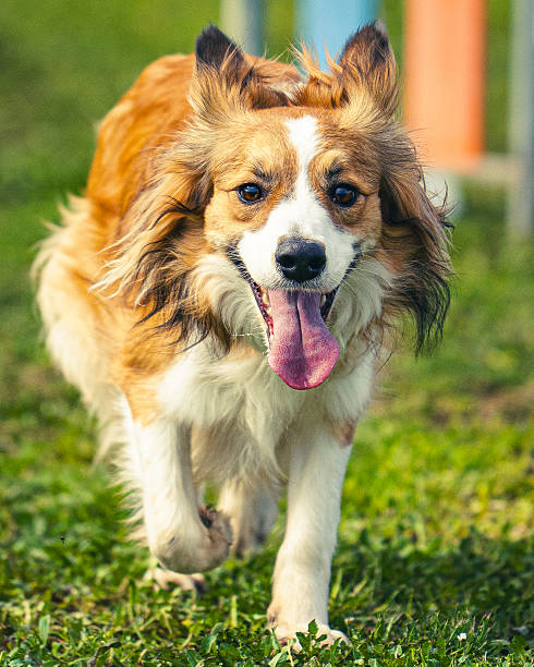 istock Energetic Mixed-Breed Dog Running Towards Camera with Happy Expression. 2247469605