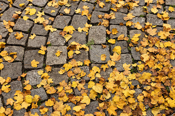 Colorful autumn leaves scattering over grey cobblestone pathway, indicating season change and outdoor setting