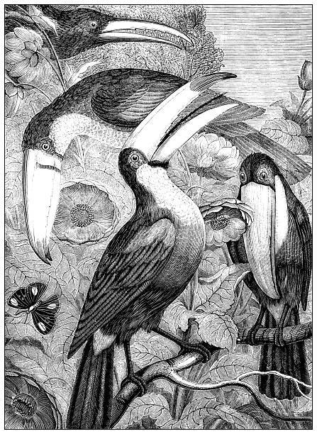 Antique zoology animal illustration: Toucans