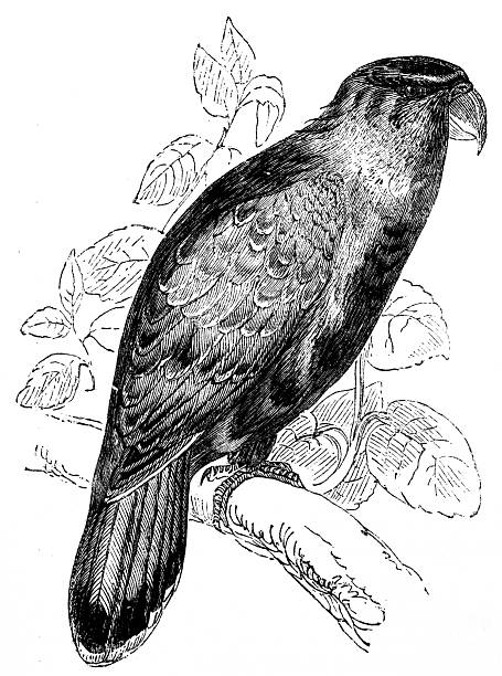 Antique zoology animal illustration: Purple capped Lory