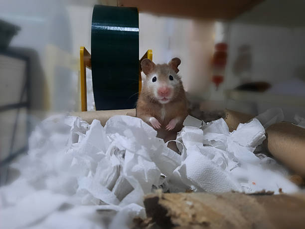 istock Hamster in a box of paper. 2247474119