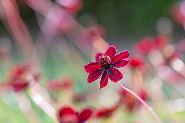 A close-up shot of a dark red Chocolate Cosmos flower blooming in an autumn garden, set against a soft, blurred background with copy space.