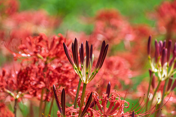 A close-up of Red Spider Lily (Higanbana) buds emerging in a field, with a soft background of blooming red flowers.