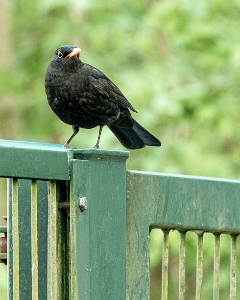 istock Common blackbird perched on green metal fence in nature 2247474772