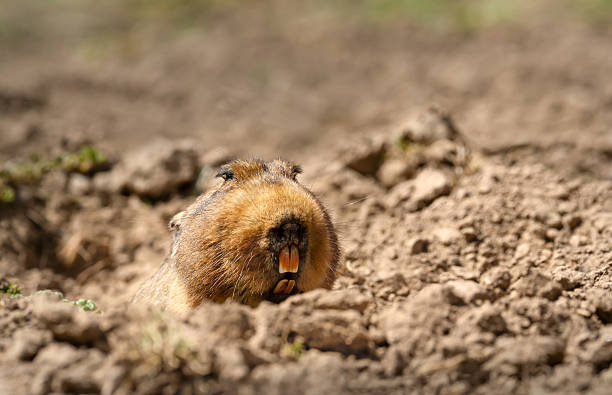 Big-headed African Mole-rat (Tachyoryctes macrocephalus), also known as the giant root-rat, as it emerges from its underground burrow in the Bale Mountains of Ethiopia.