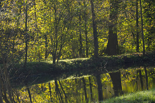 River landscape with green trees reflected in the water,  green shimmering river, beautiful green reflection on the water surface, everything reflected in the calm stream in a bright green
