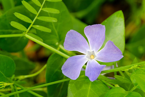 Close-up of a purple periwinkle flower blooming among green leaves in a garden.