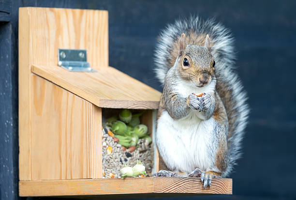 Grey squirrel eating nuts and seeds on a squirrel feeder, UK.