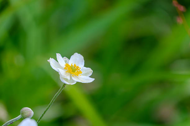 A close-up shot of a delicate white Japanese Anemone flower blooming against a blurred green background in a garden.