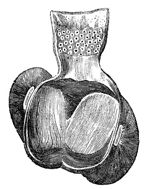 Antique zoology animal illustration: Gizzard of Turkey