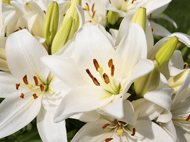 istock White Easter lily blooming in nature. Pretty lilium flower with bud outside in spring. 2247485811