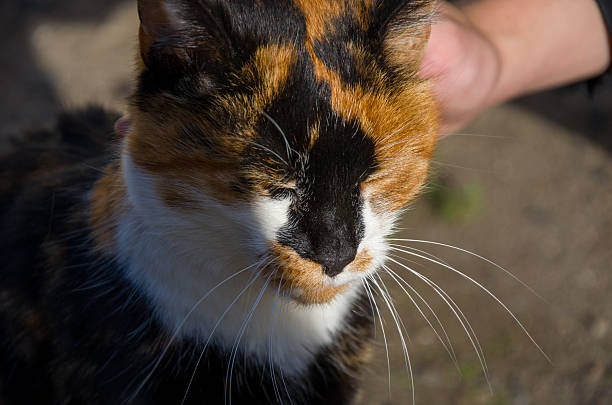 Extreme close-up shot of a beautiful calico or tortoiseshell cat being stroked by a human hand outside. The cat is relaxed, with its eyes gently closed in contentment. The tricolor fur black, orange, white is sharply focused, highlighting the long white whiskers.
