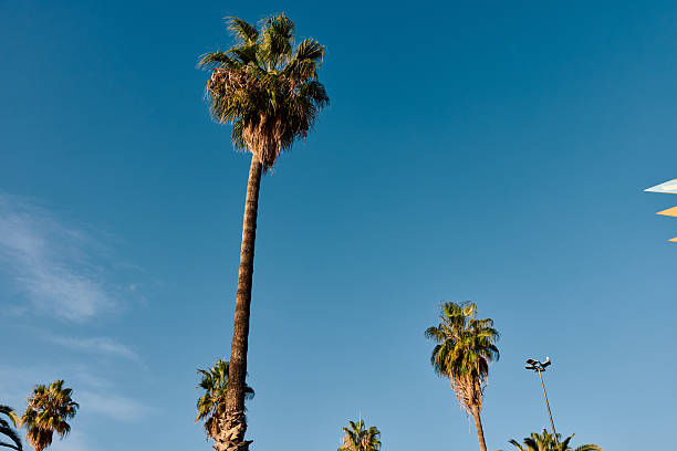 Palm trees with lush green fronds and tall trunks rising against a vibrant, cloudless blue sky, creating a feeling of tropical warmth and bright summer days with ample copy space