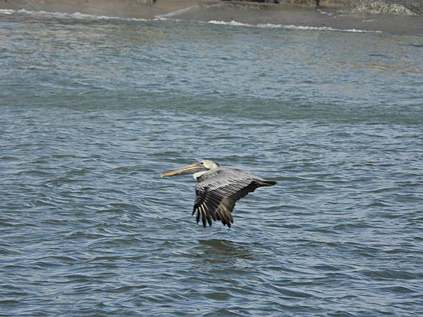 istock Brown Pelican (Pelecanus occidentalis) -flying over the Atlantic Ocean on a windy day with breaking waves 2247487778