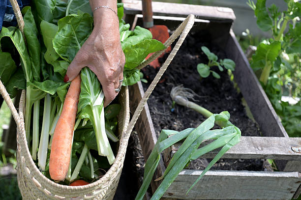old woman with diabetes in the garden picking vegetables