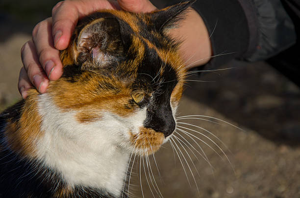 A detailed close-up shot showing a human hand gently petting the head and neck of a beautiful tricolor calico cat black, orange, and white fur. The cat has prominent white whiskers and yellow-green eyes, looking slightly off-camera in bright sunlight. This captures the bond between pets and humans.
