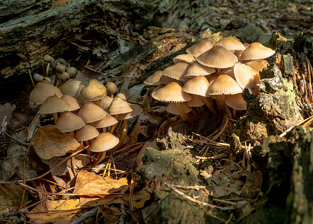 istock Wild mushroom at big rotten trunk tree that fell down in the deep forest. 2247487980
