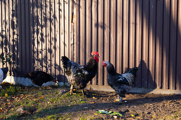 Roosters and hens eating inside the henhouse