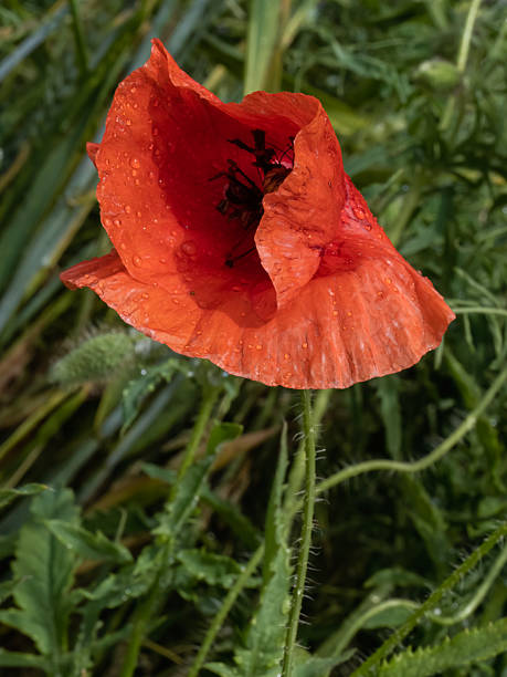 istock Photography with poppy flower details. 2247488678