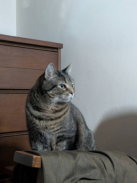 istock Tabby Cat Sitting on Wooden Cabinet in Soft Natural Light 2247490566