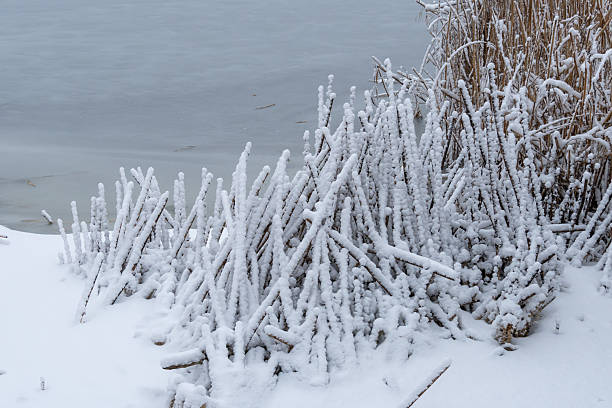 Snow covered ice formations on fractured reeds along the riverside. Winter landscape of frozen grass. Seasonal change with dry reed and cold nature. White branches of stillness plant after snowfall.