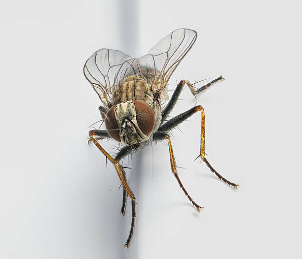 istock close up of tiger fly on window 2247491993