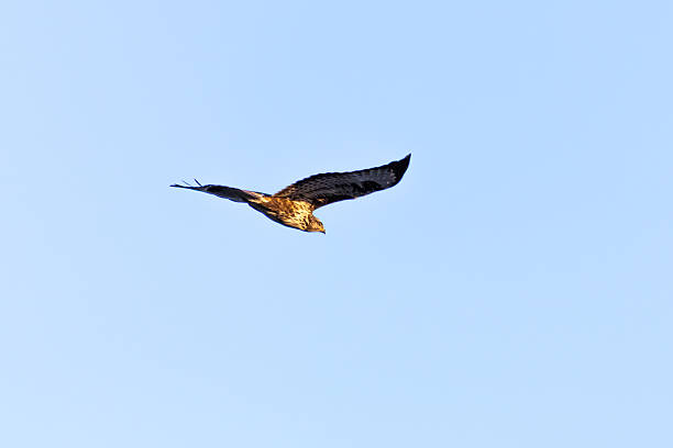 A common buzzard (Buteo buteo) soaring gracefully over the Akrotiri area in Limassol, Cyprus during the autumn season. Captured in mid-flight with wings spread wide, this image highlights the strength, elegance, and natural behavior of one of the region’s most recognizable birds of prey in its Mediterranean habitat.