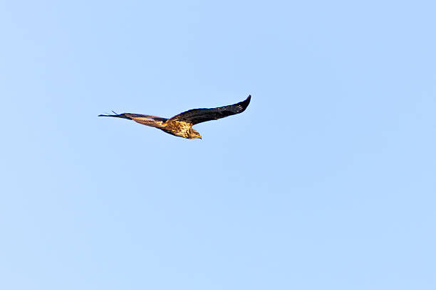 istock Common Buzzard (Buteo buteo) Soaring Over Akrotiri, Cyprus in Autumn 2247493019