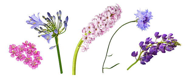 Set of flowers (agapanthus; hyacinth; knapweed; lupinus; yarrow) isolated
