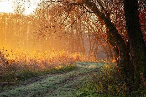 istock Golden Hour Glow on a Winding Trail 2247495778