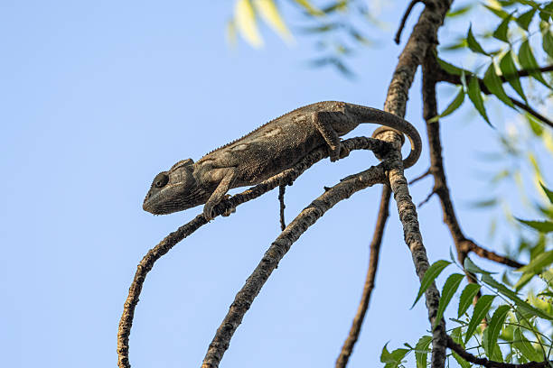 Oustalet's Chameleon, Furcifer oustaleti, aka Malagasy Giant Chameleon: Kirindy Forest, western Madagascar, Africa. This is arguaby the world's largest Chameleon.