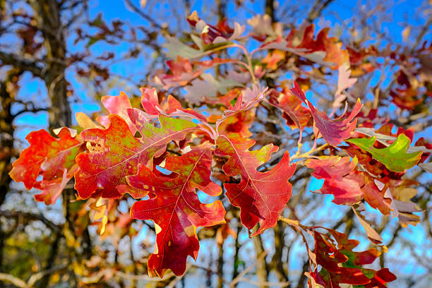 A burst of radiant red oak leaves stands out against a vivid blue sky, capturing the essence of autumn in Manitoba.
