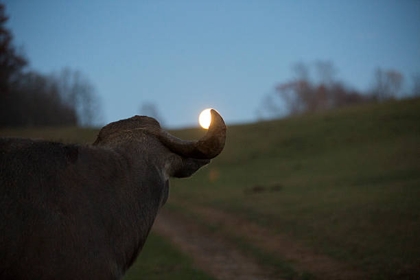 A water buffalo with a full moon rising behind it.