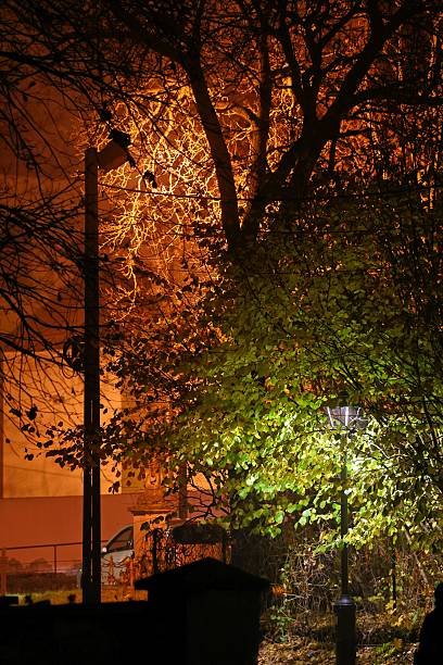 Night Trees Illuminated by Streetlights in two colors