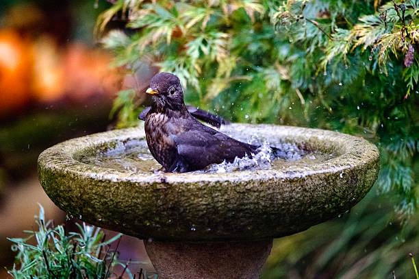 istock Garden blackbird bathing in a garden bird bath 2247505957