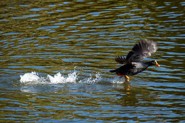 istock Dusky Moorhen (Gallinula tenebrosa) Walk on Water 2247506312