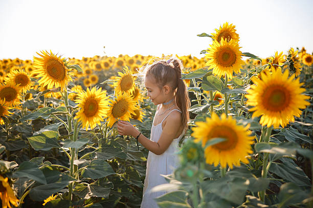 istock Child playing in sunflower field on sunny summer day 2247508335