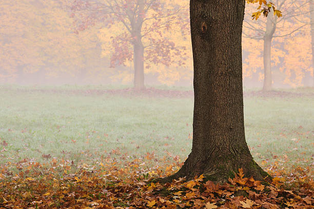 A foggy autumn park scene with a close tree trunk, scattered leaves and soft seasonal colors, suitable for nature and seasonal concepts.