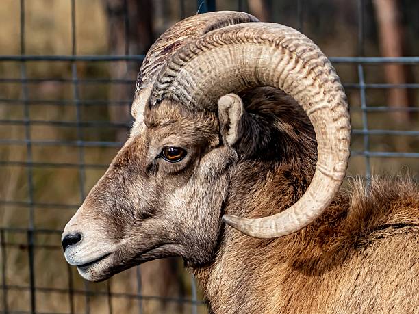 American Bighorn Ram Head Clos-Up.