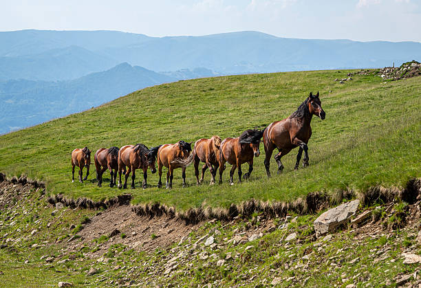 Free horses in the Parang Mountains, Romania