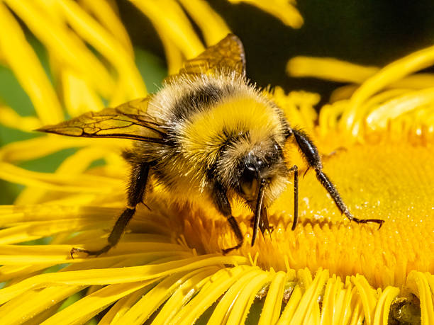 istock A bumble bee sitting on a yellow Inula Helenium flower. 2247512002