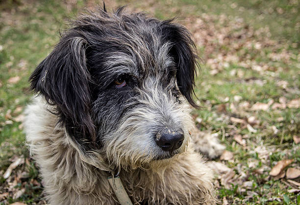 Portrait of romanian mioritic sheepdog over nature background              ( half breed )