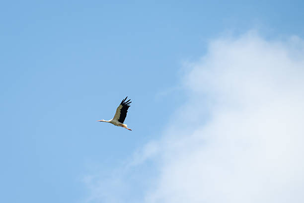 istock White stork flying in a blue sky on a sunny day 2247513416