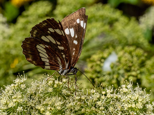 istock Hungarian glider butterfly (neptis rivularis) sitting on a  flower. 2247513596