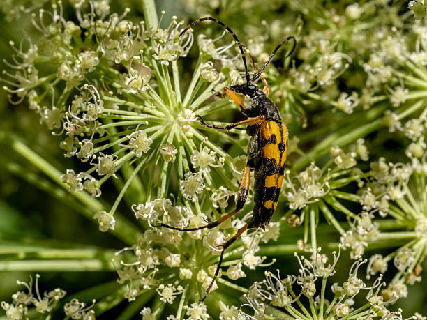 istock Spotted long horn beetle Ruptela maculata  sitting on a  flower. 2247513639